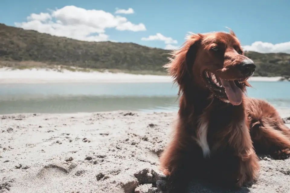 Dog digging in sand