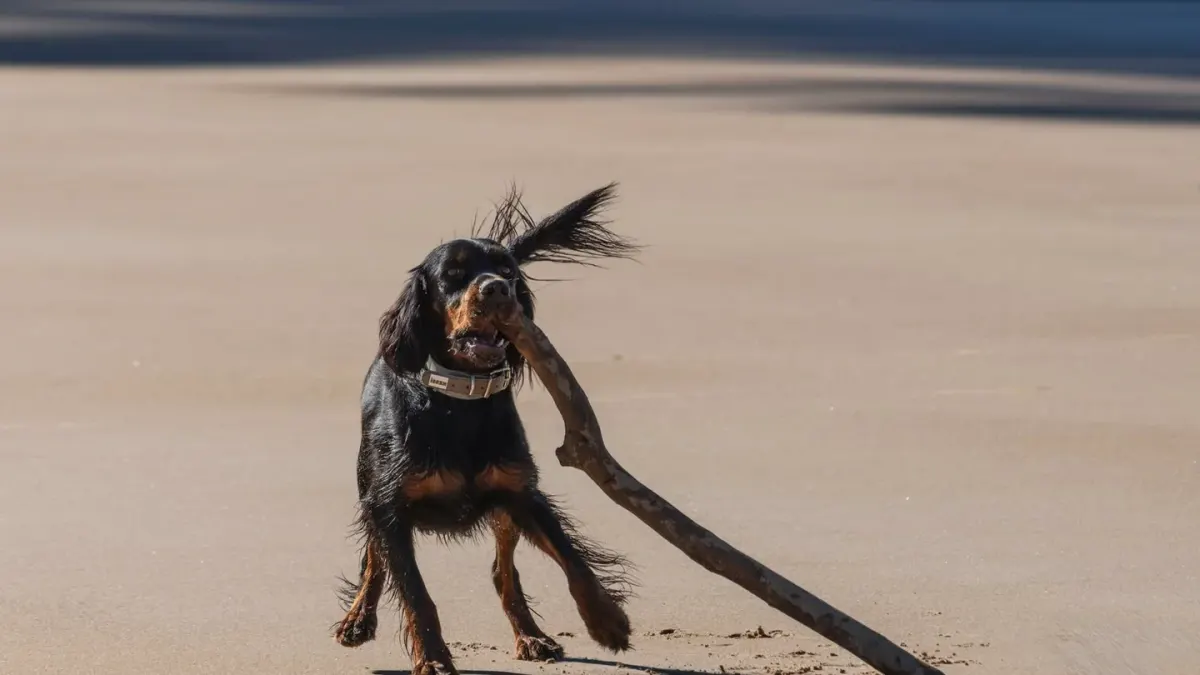 Dog digging in sand