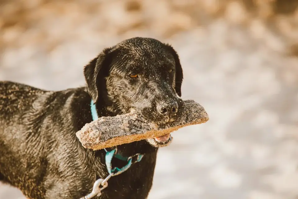 Dog digging in sand
