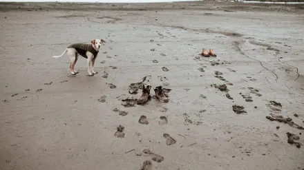 Dog digging in sand