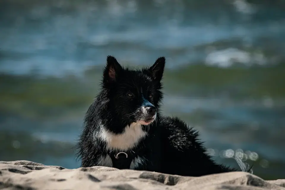 Dog digging in sand