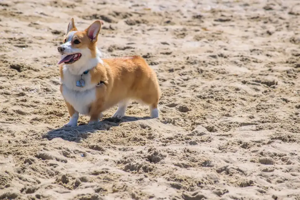 Dog digging in sand