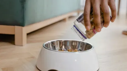 Dog eating from a bowl