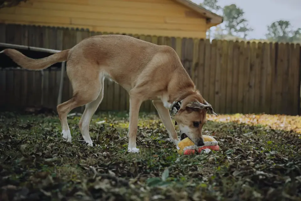 Dog eating from bowl at home
