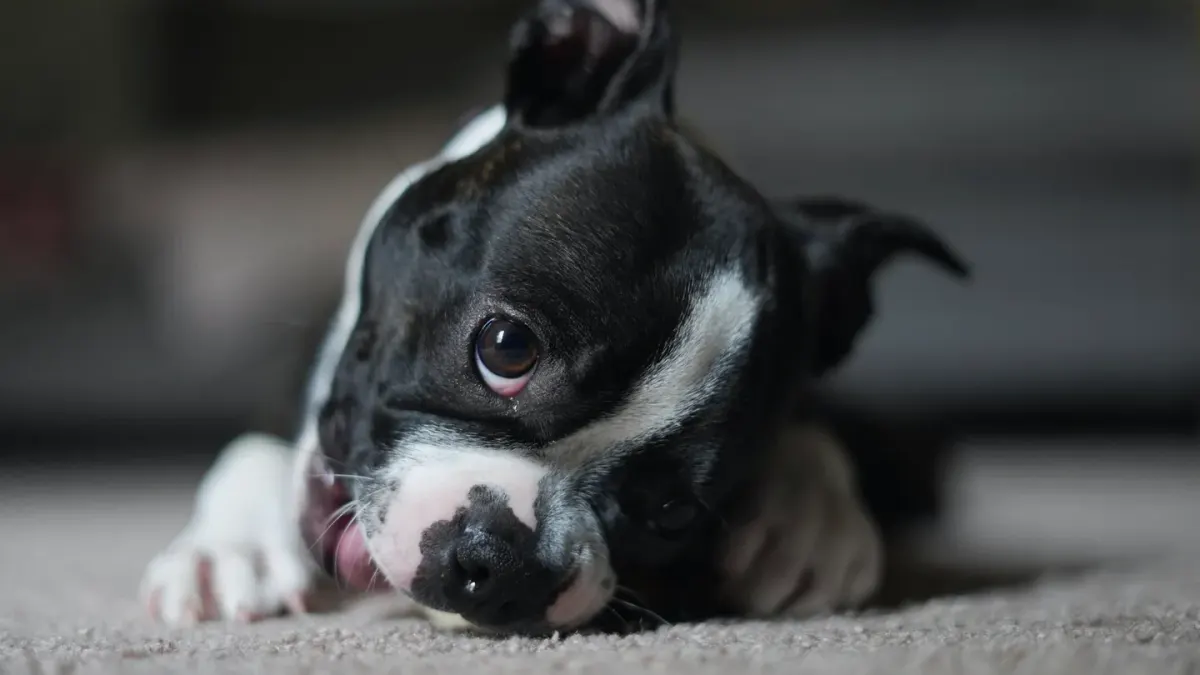 Dog eating from bowl at home