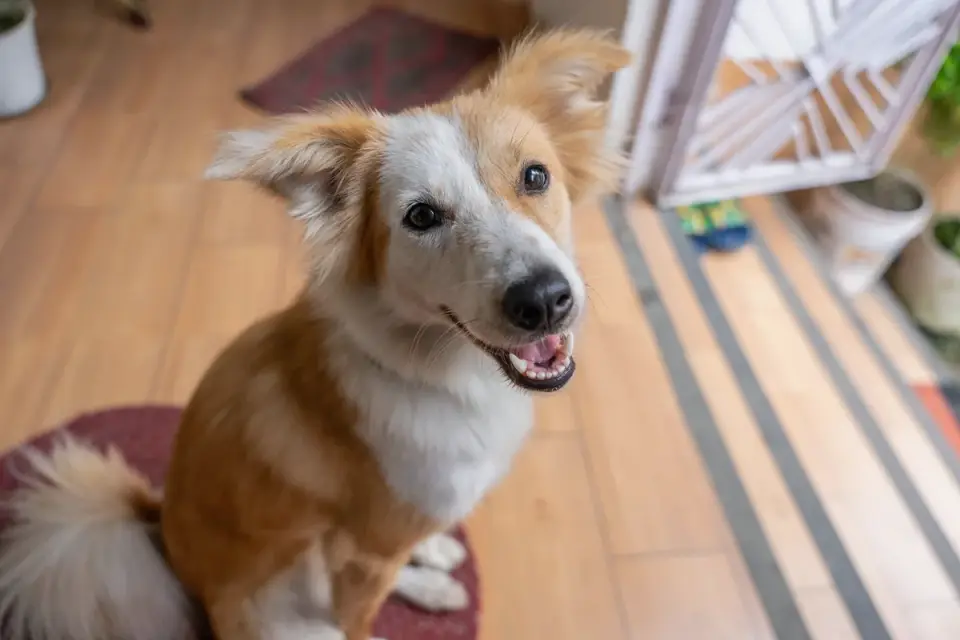 Dog eating from bowl at home