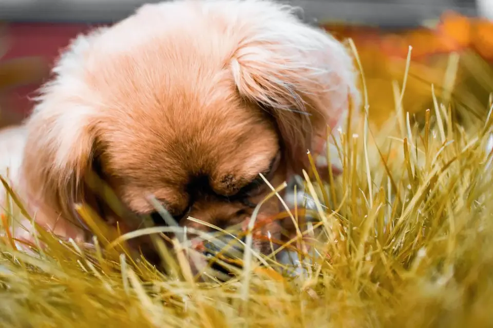 Dog eating outdoors bowl
