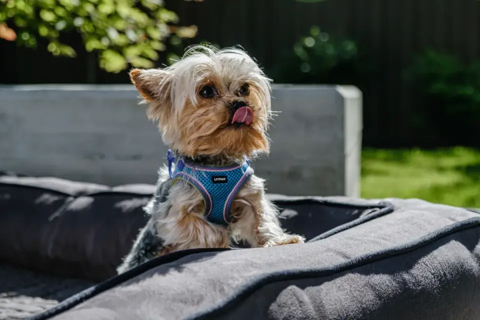 Dog eating outdoors bowl