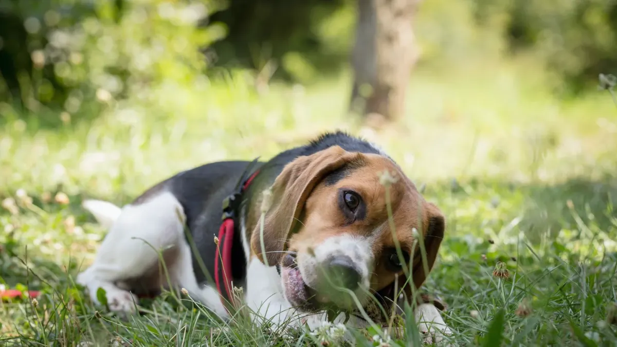 Dog eating outdoors bowl