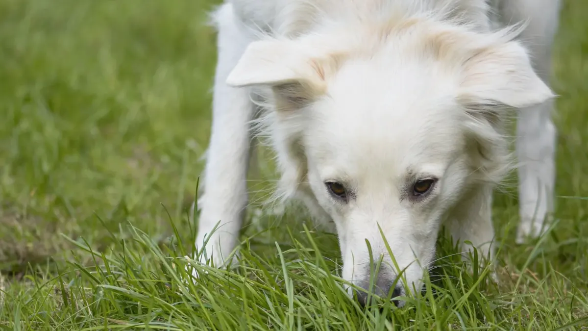 Dog eating outdoors bowl