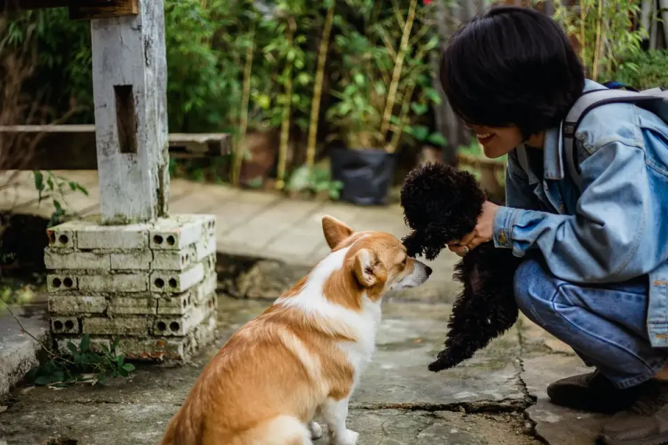 Dog greeting an owner