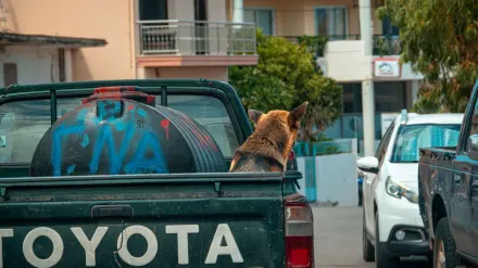 Dog in a car seat