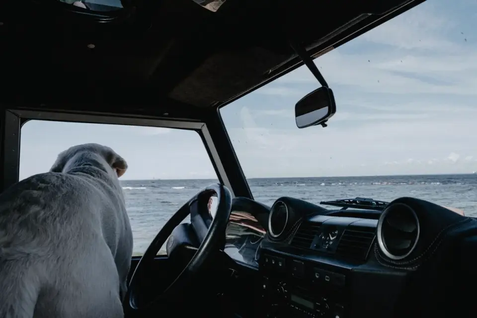 Dog in a car seat