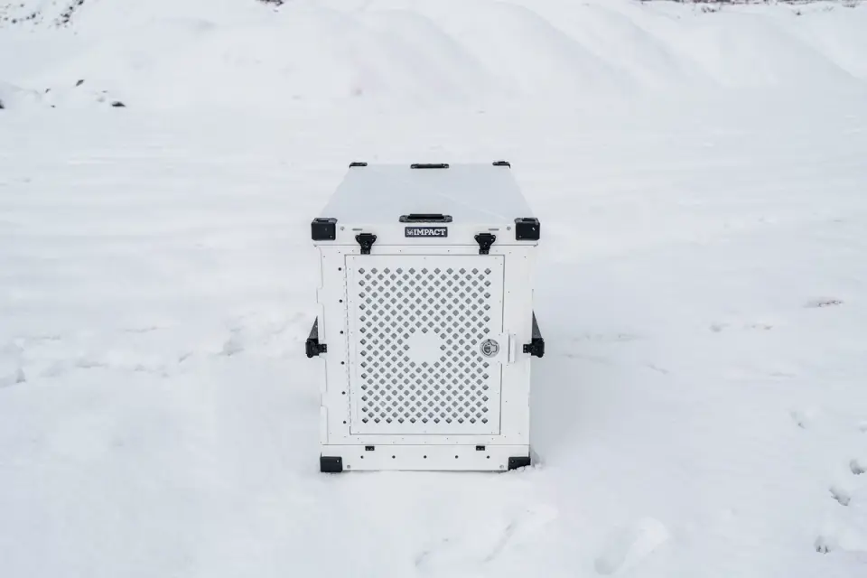 Dog in a travel crate