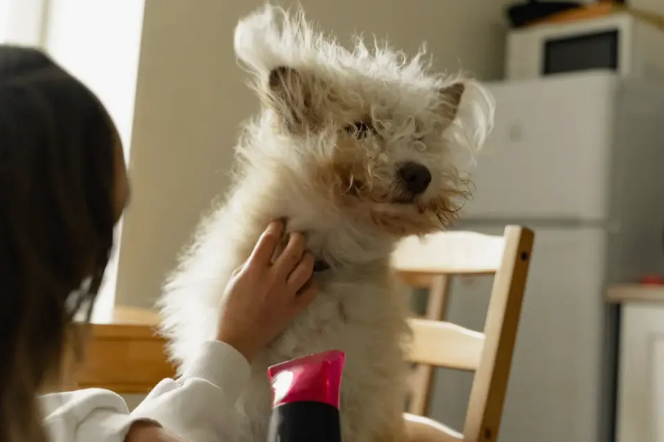 Dog in kitchen with owner