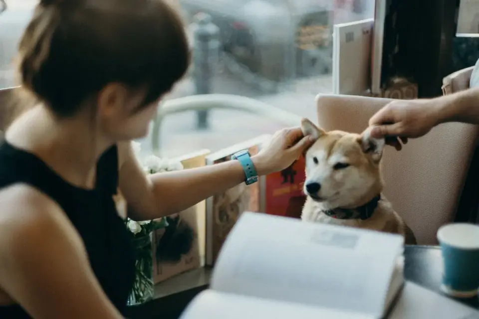 Dog in kitchen with owner