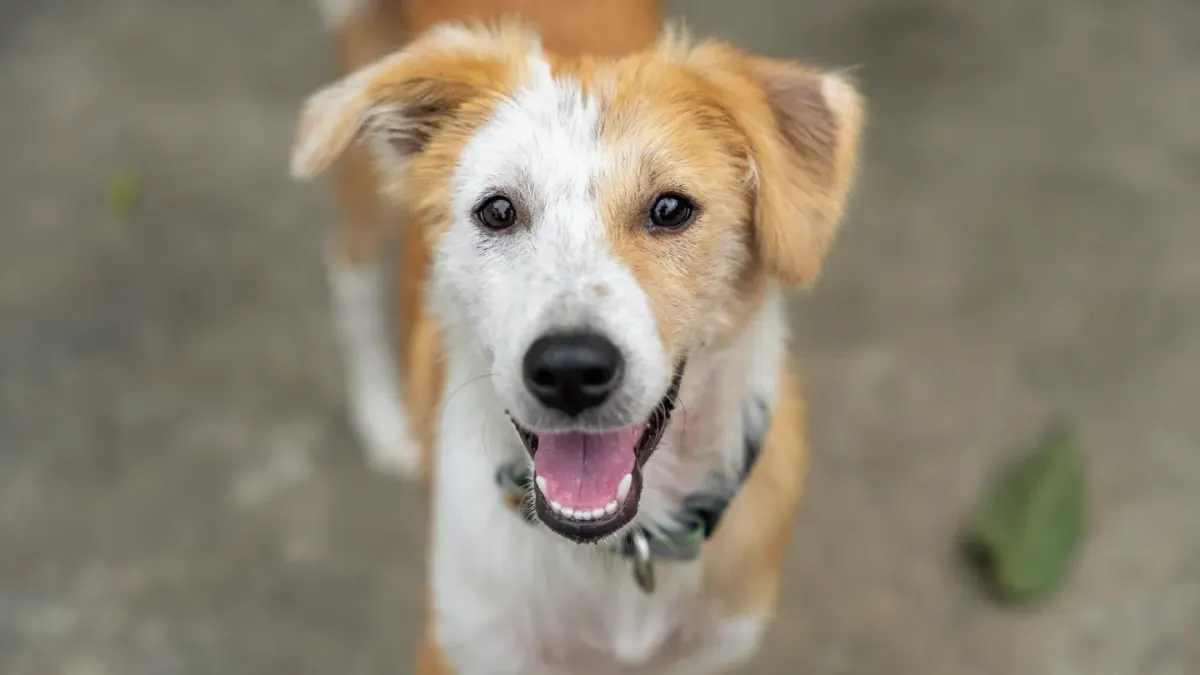 Dog looking ahead outdoors