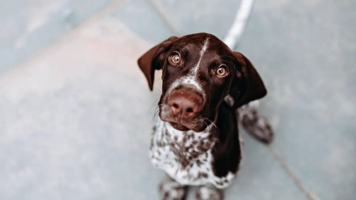 Dog looking ahead outdoors