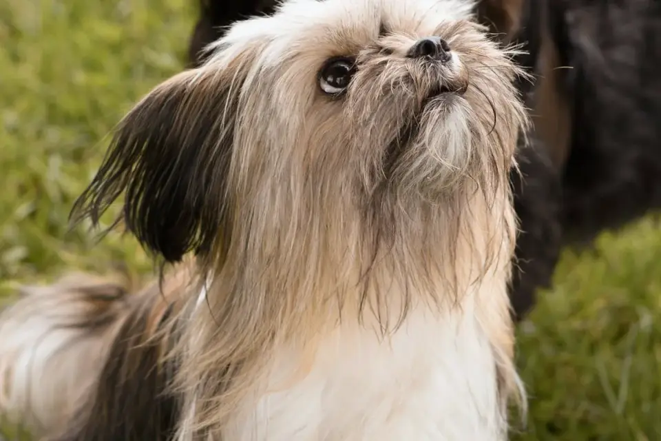 Dog looking attentive at owner