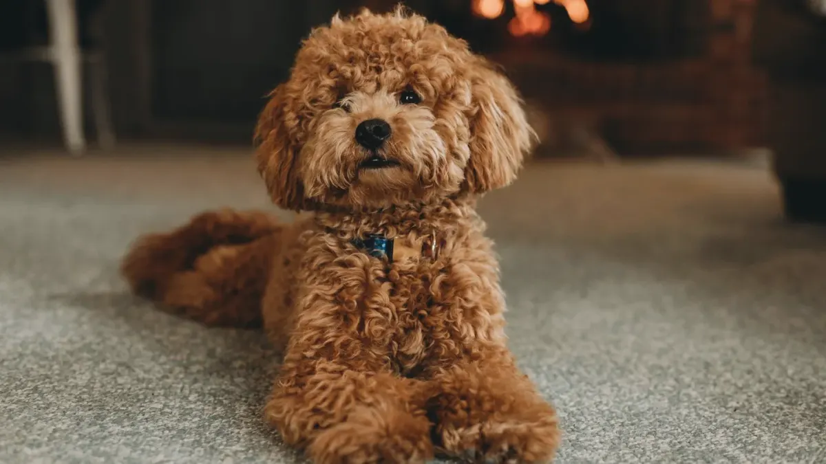Dog near a fireplace