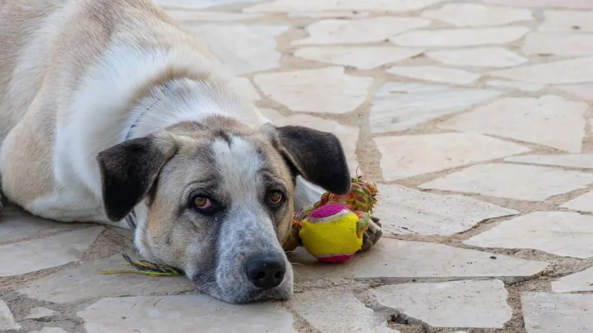 Dog near a fireplace