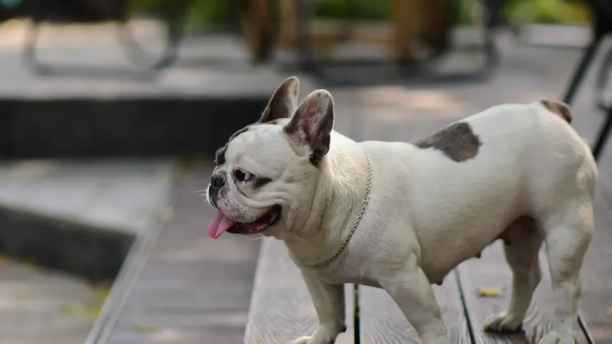 Dog on stairs