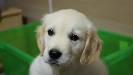 Dog on stairs
