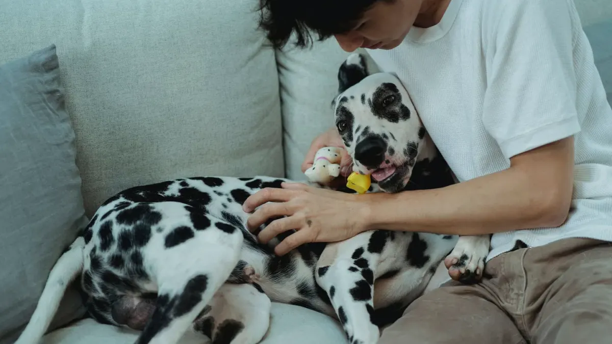 Dog owner comforting dog home