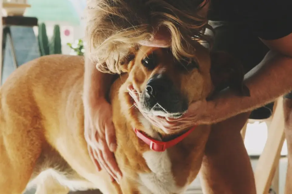 Dog owner comforting dog home