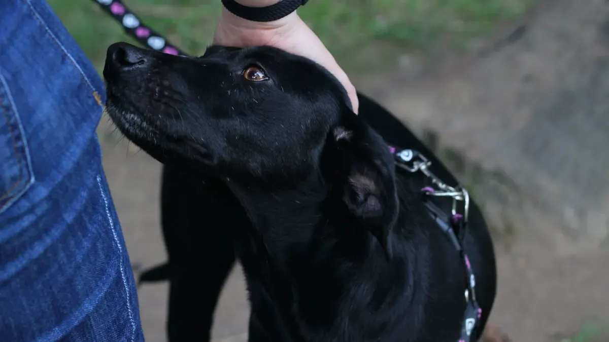 Dog owner comforting dog home