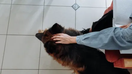 Dog owner gentle interaction home