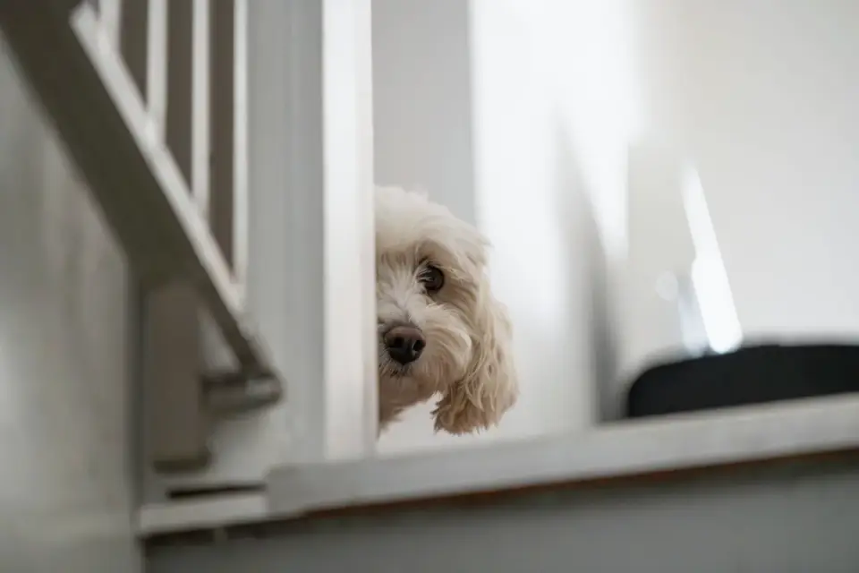Dog owner home