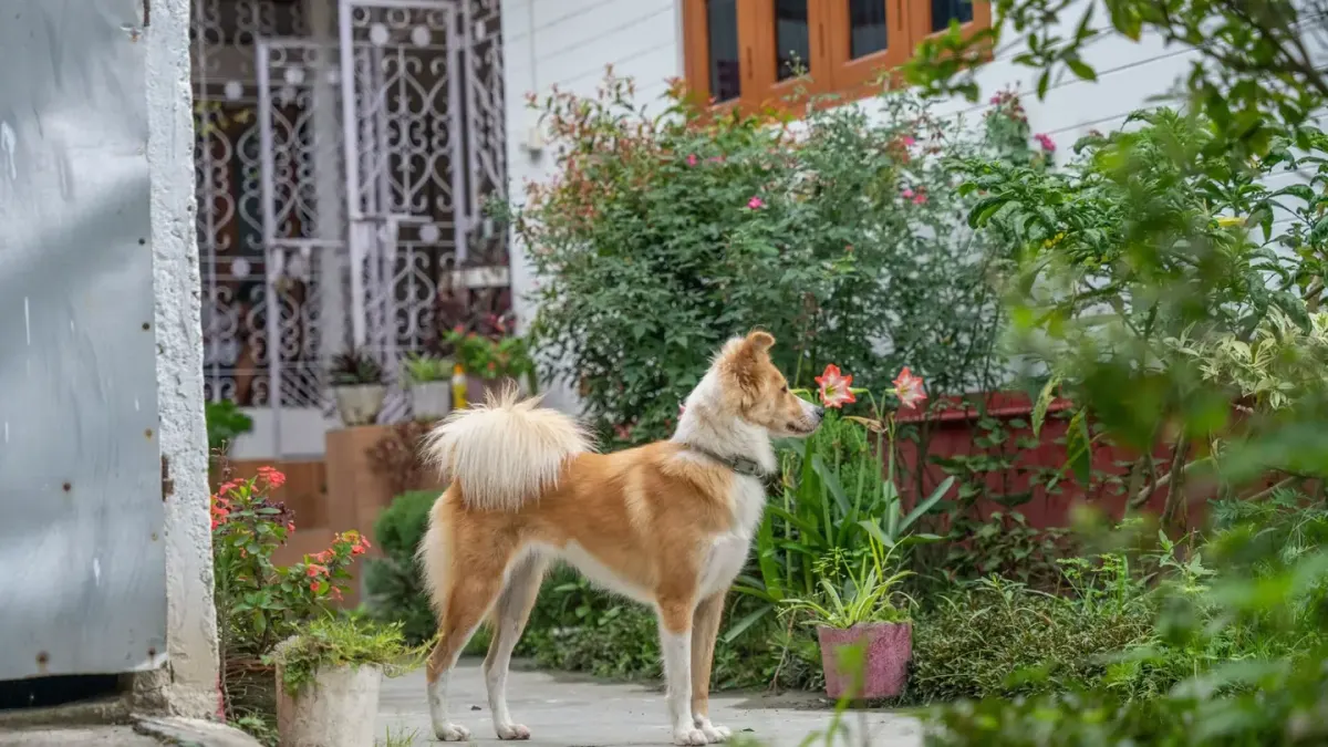 Dog owner home