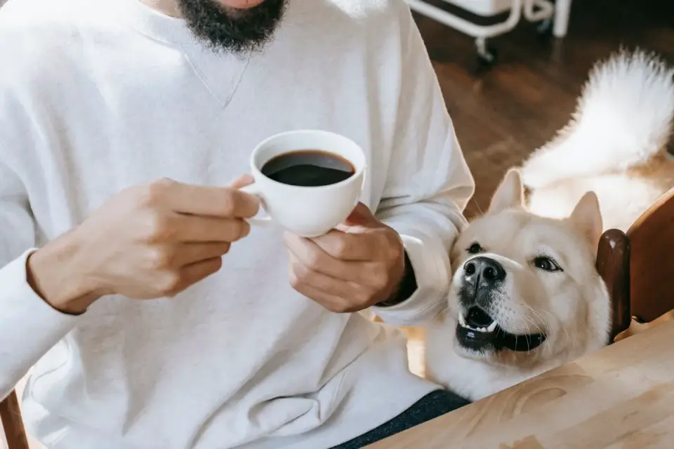 Dog owner preparing a meal