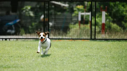 Dog playing grass