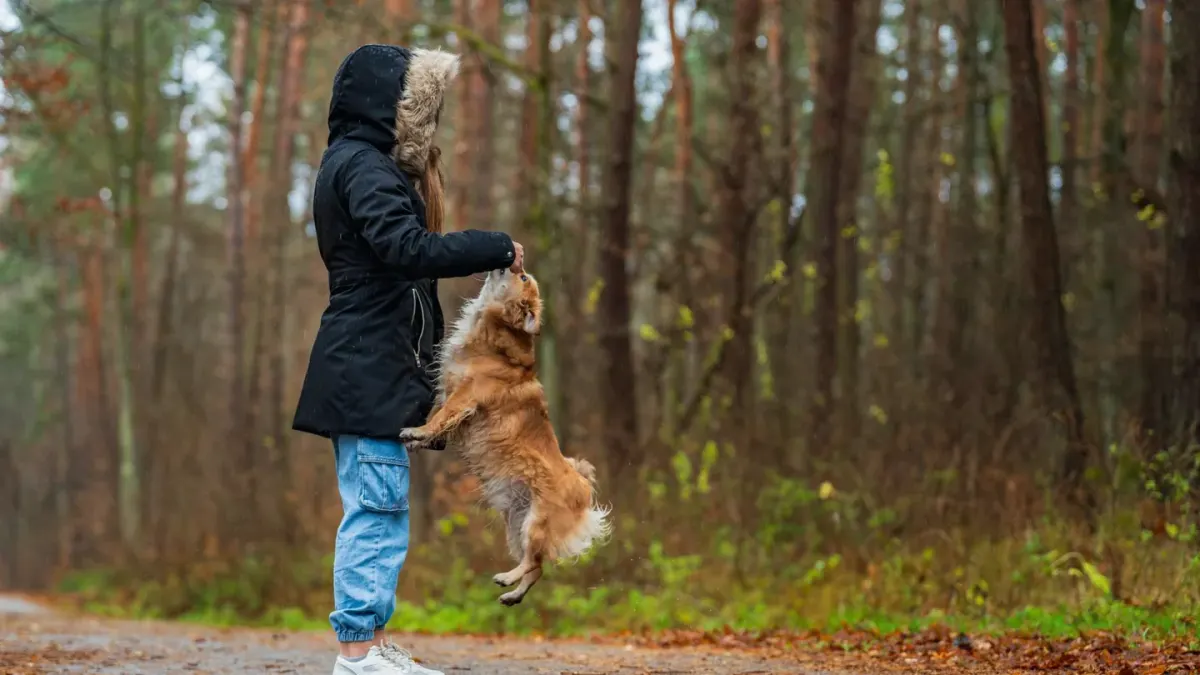 Dog playing in leaves