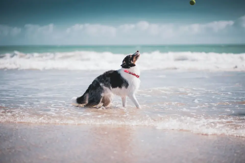 Dog playing in water