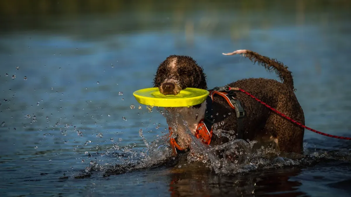 Dog playing in water