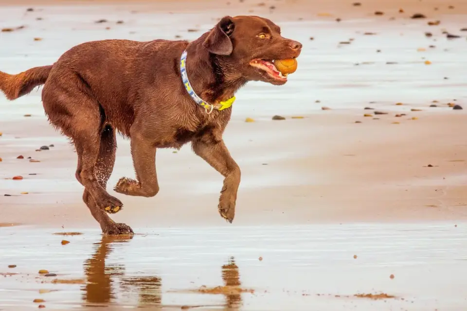 Dog playing in water