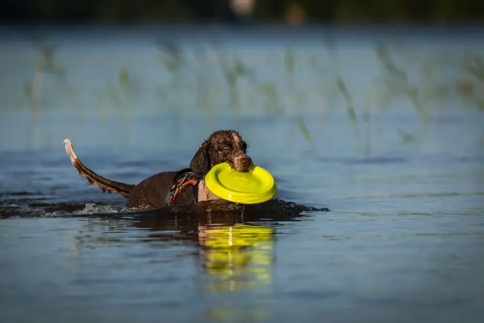 Dog playing in water