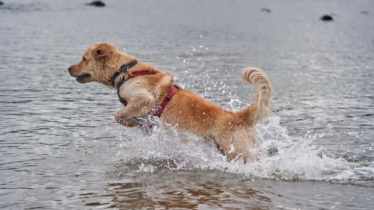 Dog playing in water