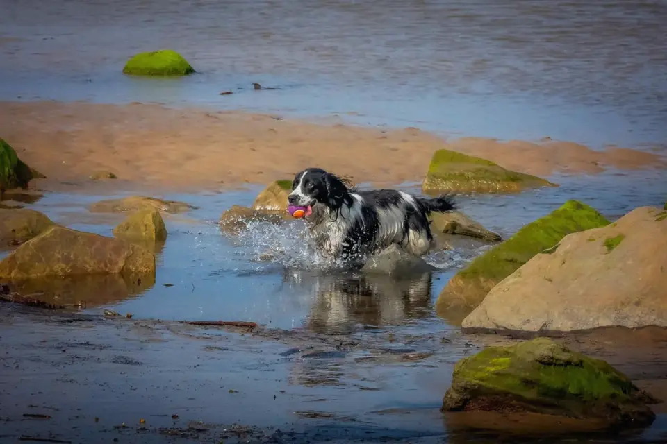 Dog playing in water