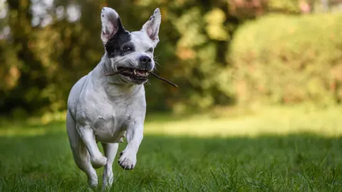 Dog playing outdoors