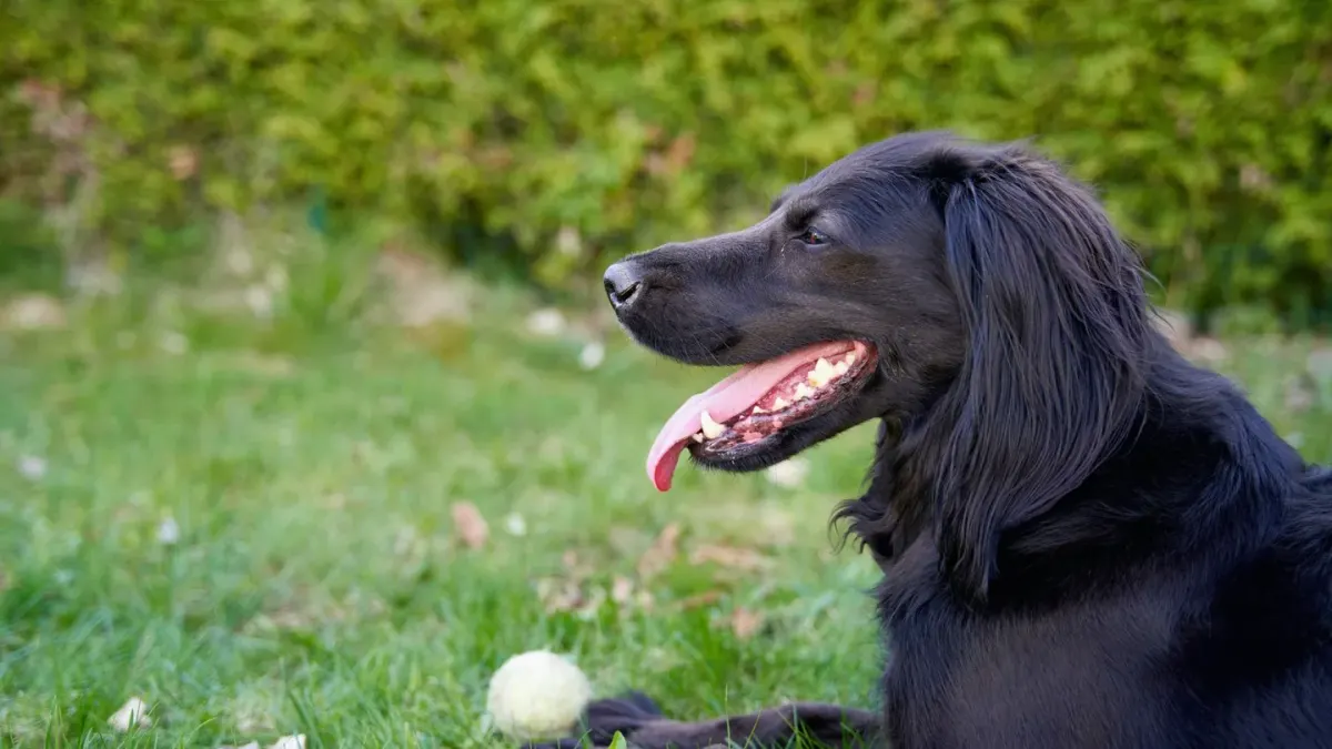 Dog playing outdoors