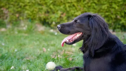 Dog playing outdoors
