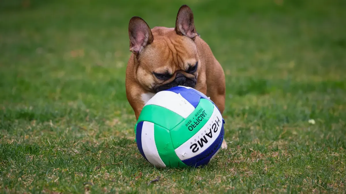 Dog playing with a ball