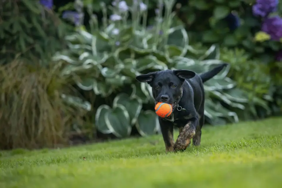Dog playing with a ball