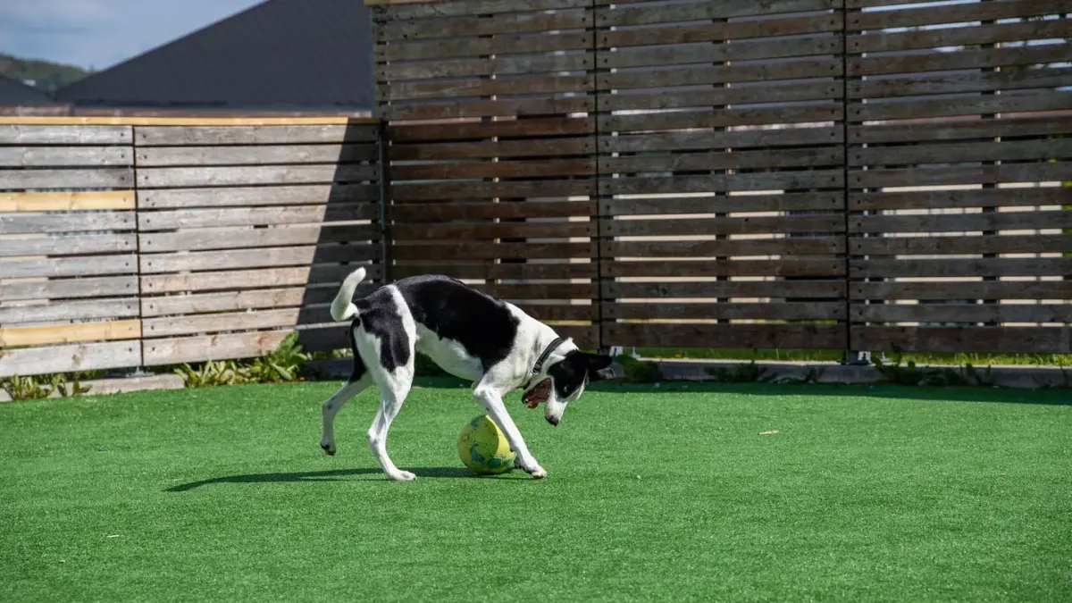 Dog playing with a ball