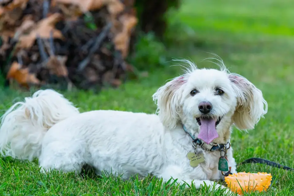 Dog playing with a rope toy