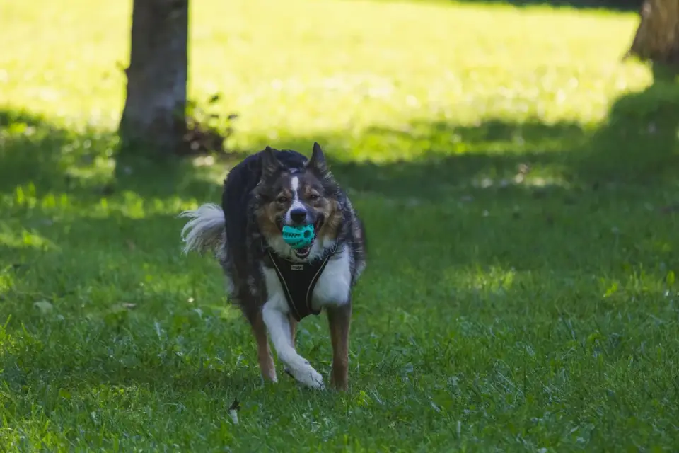 Dog playing with a rope toy